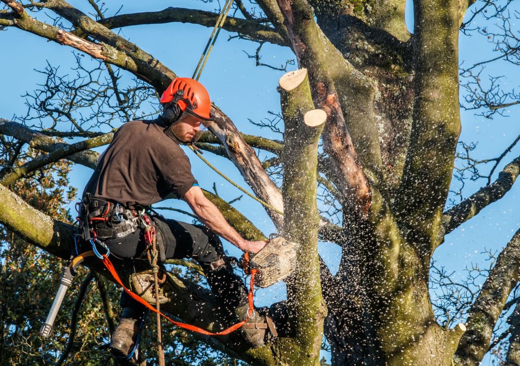 local Tree surgeons 